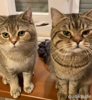 liebevolle kater 