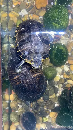 Wasserschildkröten mit Aquarium (Gelbwangenschmuckschildkröte)  