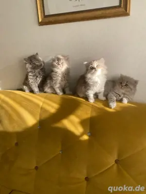 BKH- BLH Baby katzen