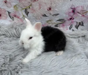 Löwenköpfchen Zwergkaninchen 