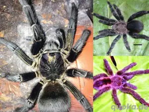 Vogelspinnen Raritäten Pachistopelma, Iridopelma, Phormictopus 