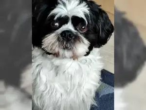 Shi-Tzu Welpen zu verkaufen 