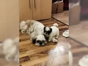 Shi-Tzu Welpen zu verkaufen  Bild 2