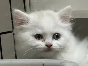 Perser Ragdoll Kitten