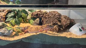 Leopardgecko, Weibchen, ca 3 Jahre
