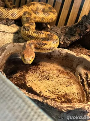 Erdnatter, Pantherophis obsoletus