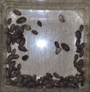100 Argentinische Waldschaben Blaptica dubia