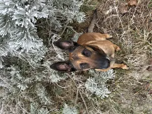 Deckrüde, Malinois 3 Jahre alt 