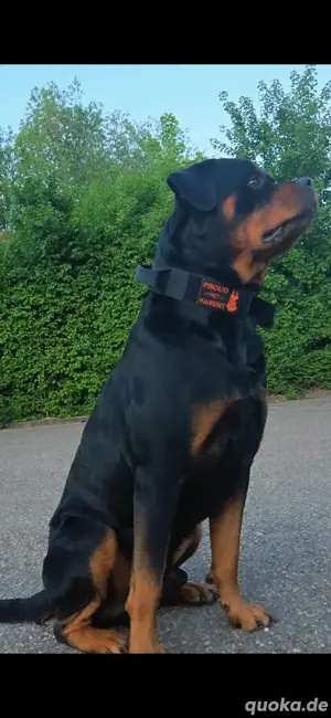 Deckrüde sucht Liebe