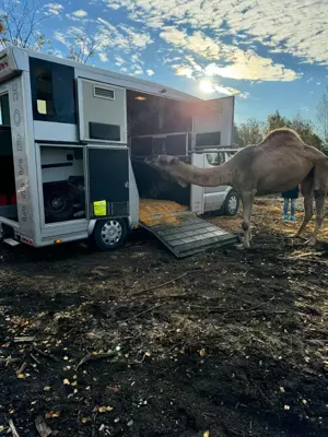Tiertransport Vermittlung   Europaweit | EU   Ausland