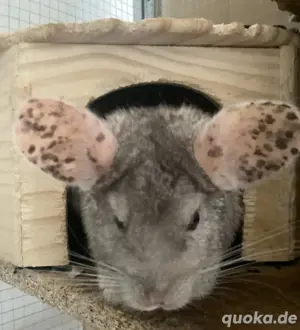 Chinchilla Gruppe mit Voliere 