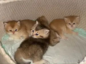 Katzenbabys (Kitten) BKH 3 Stück