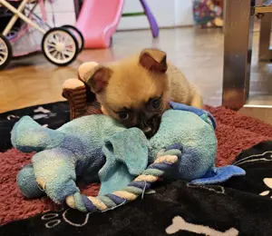 Chihuahua Welpe