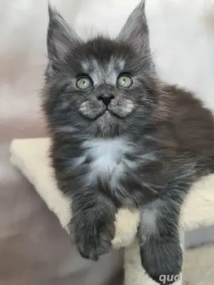 Maine Coon Reinrassig mit Stammbaum 
