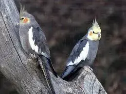 1,3 wildfarbene Nymphensittiche