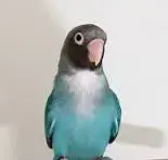 1,1 Rußköpfchen blau
