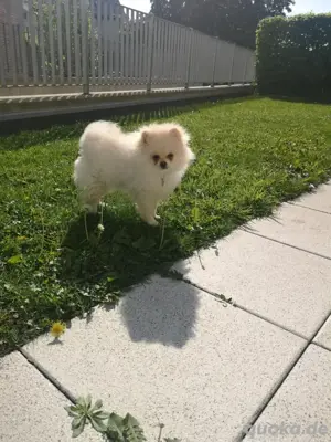 Mini Pomeranian Welpe