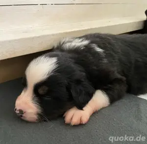 Australian Shepherd Welpen