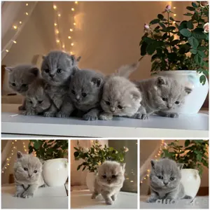 BKH & BLH Kitten mit Stammbaum  