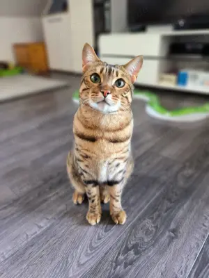 Bengal Mix Kater 