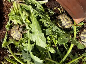 Testudo hermanni - Griechische Landschildkröten