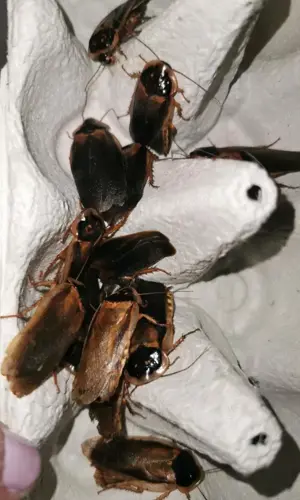 Zuchtansatz Argentinische Waldschaben (Blaptica Dubia)