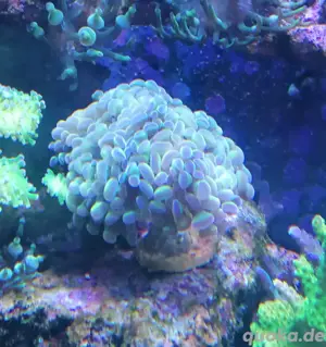 Meerwasser Korallen Euphyllia hologram 