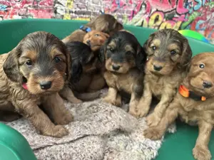 Cockapoo Welpen F1