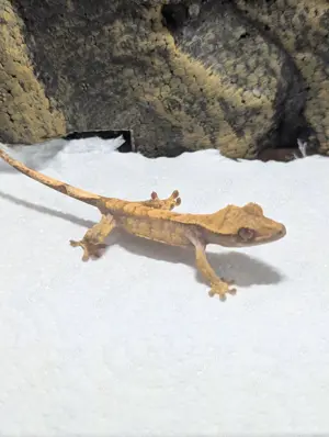 Kronengecko Tricolur NZ 24 0.0.1 Bild 2