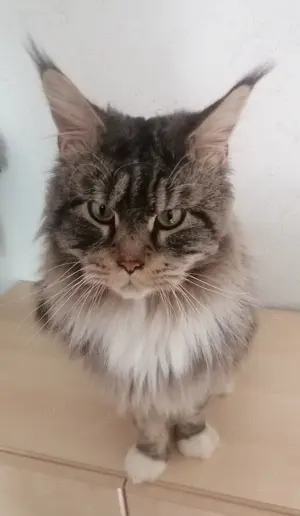 Maine Coon Deckkater