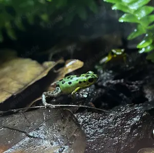 1.0 Oophaga pumilio "Colon"