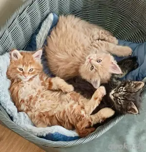 Maine Coon Kitten - reinrassig