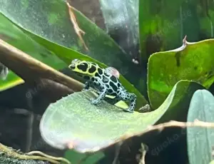 0.0.2 Ranitomeya imitator "Alto Cainarachi"