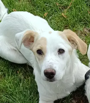 Kleines Hundeherz sucht Für-Immer-Familie
