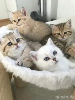 BKH kitten mit Stammbaum