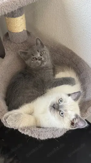reinrassige Bkh-Kitten