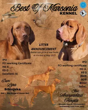 Kurzhaarige Ungarische Vorstehhunde (Magyar Vizsla)