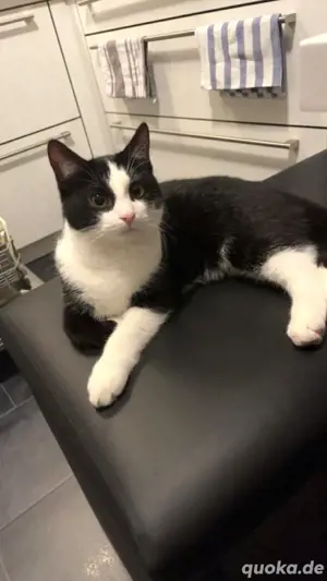 Ich suche meinen Kater - bitte helft mir!