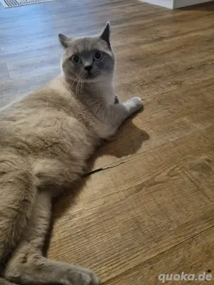 Bkh bluepoint Wuppertal deckkater 200 