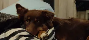 Australian Shepherd Red-Tri Deckrüde (umsonst, siehe Text) Bild 2