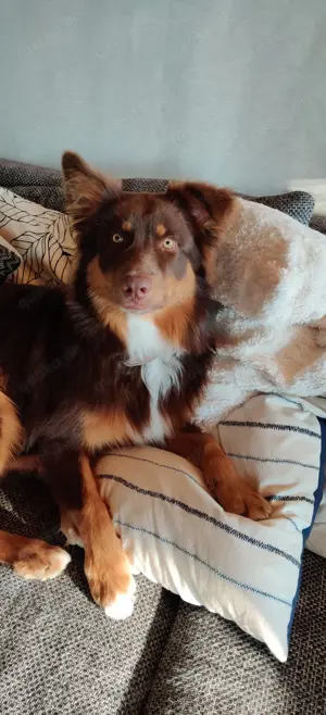 Australian Shepherd Red-Tri Deckrüde (kein Verkauf)