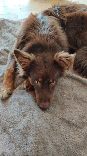 Australian Shepherd Red-Tri Deckrüde (umsonst, siehe Text) Bild 3