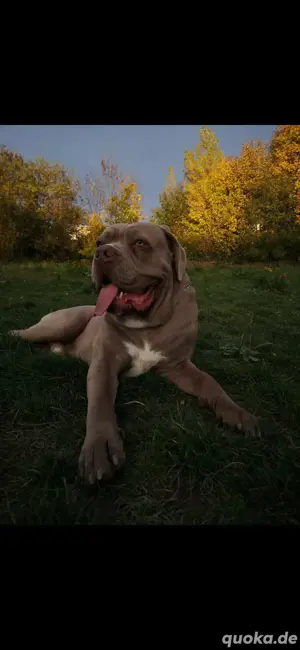 Cane Corso Deckrüde!