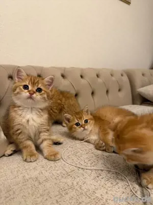 Reinrassige BKH Kitten Abgabebereit!!!