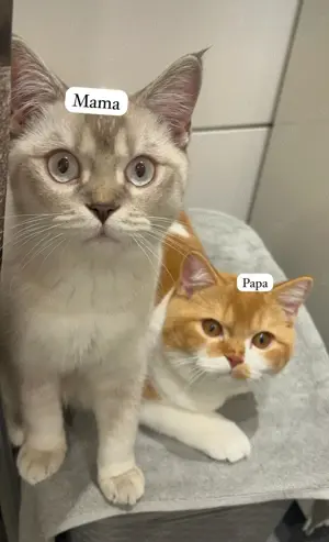 3 kitten Katzen babies Bild 9
