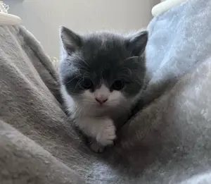 3 kitten Katzen babies Bild 4