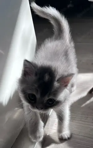 3 kitten Katzen babies Bild 7