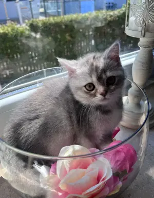3 kitten Katzen babies Bild 8