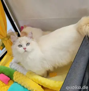 Reinrassige Britisch Langhaar Katze, BKH, BLH, Kurzhaar 