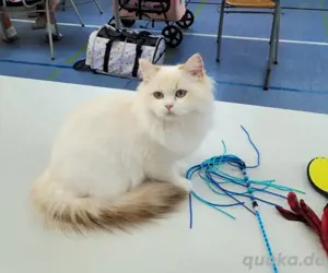 Reinrassige Britisch Langhaar Katze, BKH, BLH, Kurzhaar 